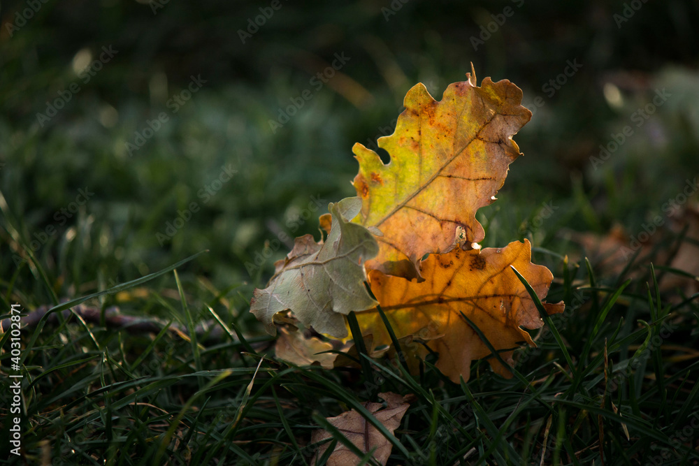 autumnal leaf on the grass autumnal leaf on the grass