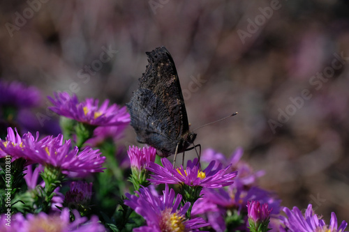 Peacock butterfly on purple aster flower. Spring garden on a sunny day. Natural background. Brown insect. Horticulture. Wild animals.
