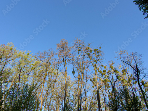 Autumn trees in the blue sky