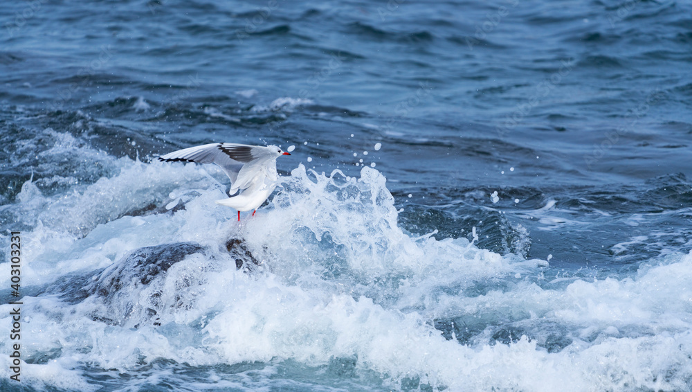 Obraz premium Black-headed gull - GAVIOTA REIDORA (Chroicocephalus ridibundus)
