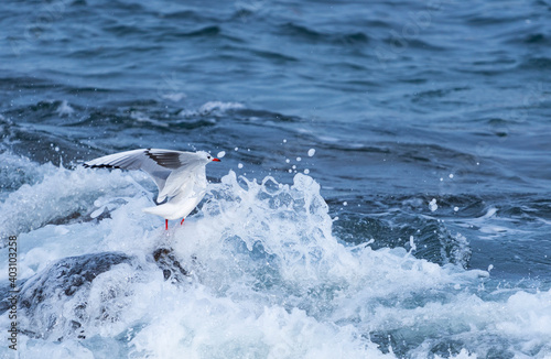 Black-headed gull - GAVIOTA REIDORA (Chroicocephalus ridibundus)