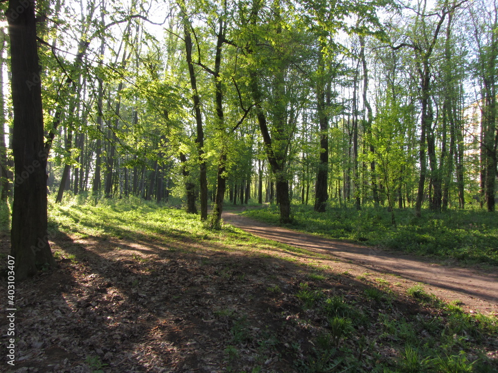 Obraz premium Path in the summer forest