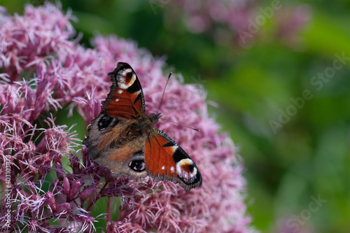 Peacock butterfly on a pink Allium cristophii (the Persian onion or star of Persia) flower. Spring garden on a sunny day. Natural background. Insects. Horticulture. Wild animals. photo