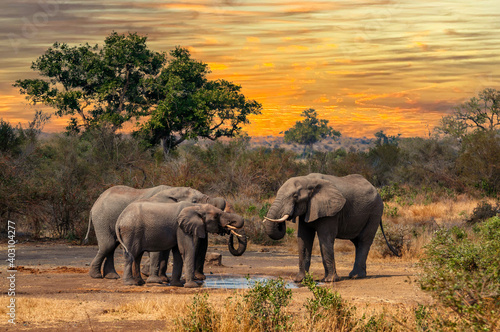 Elephant family of three gathers at a clean waterhole by sunset to drink and beat the excessive heat of the savannah.