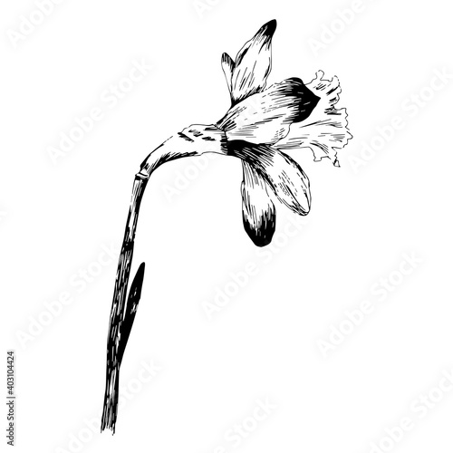 Spring flower Narcissus, vector illustration Daffodil doodle bouquet. For posters, textiles, etc. Cartoon daffodil vector illustration. Narcissus flower or daffodil isolated  photo