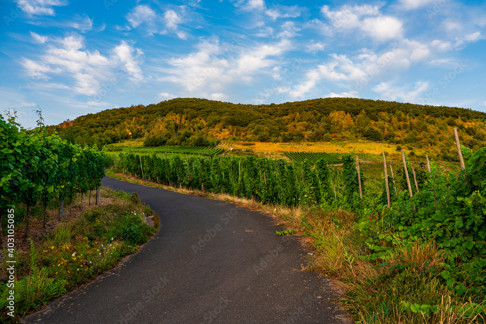 Vineyards on the Moselle, Germany.