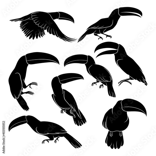 Hand drawn silhouette of toucan