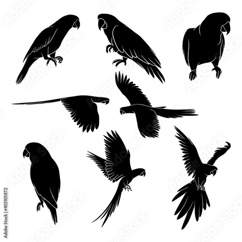 Hand drawn silhouette of parrots