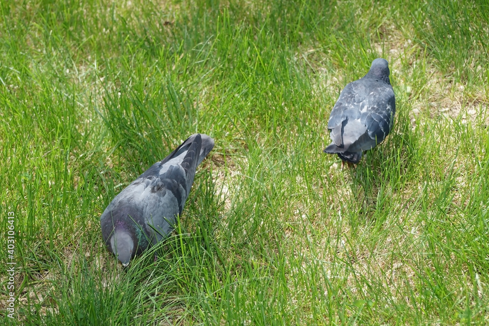 Fototapeta premium Two gray doves in the grass