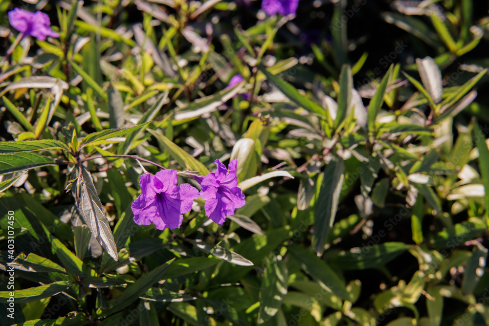 Obraz premium green grass and flowers close up 