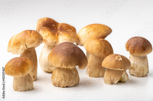 boletus mushrooms