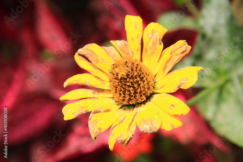 Picture of an old yellow flower 