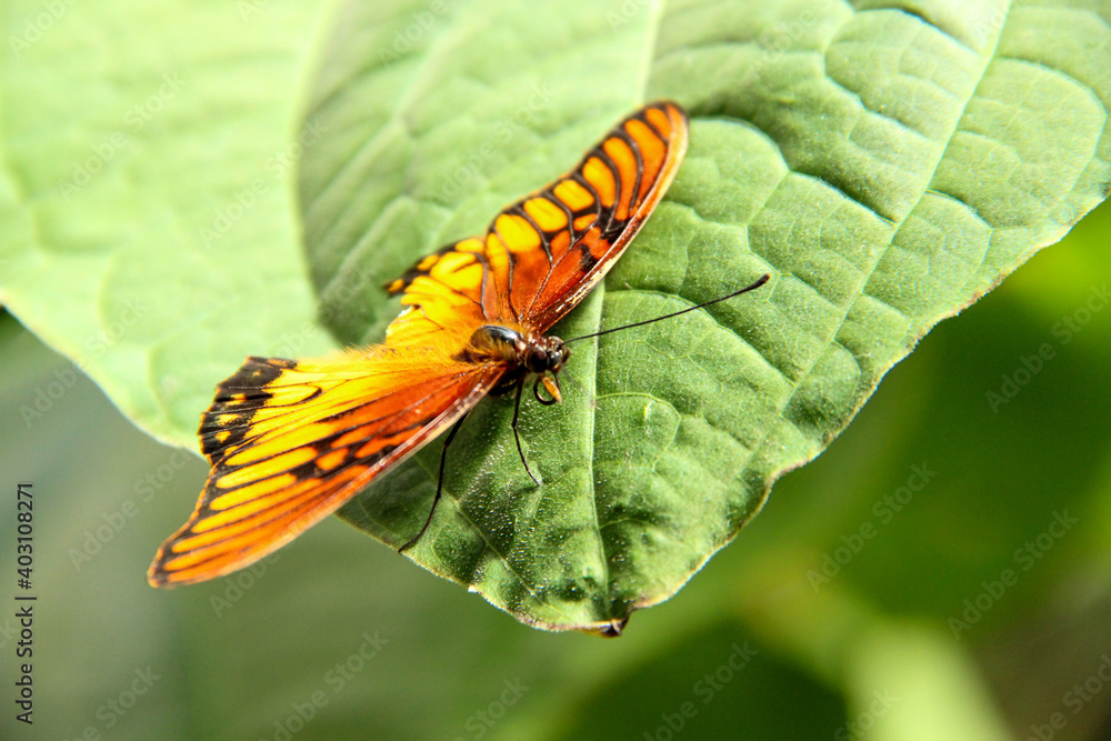 Picture of monarch butterfly on a big leaf Picture of monarch butterfly on a big leaf