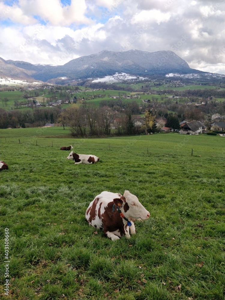 Vaches dans un champs en hiver