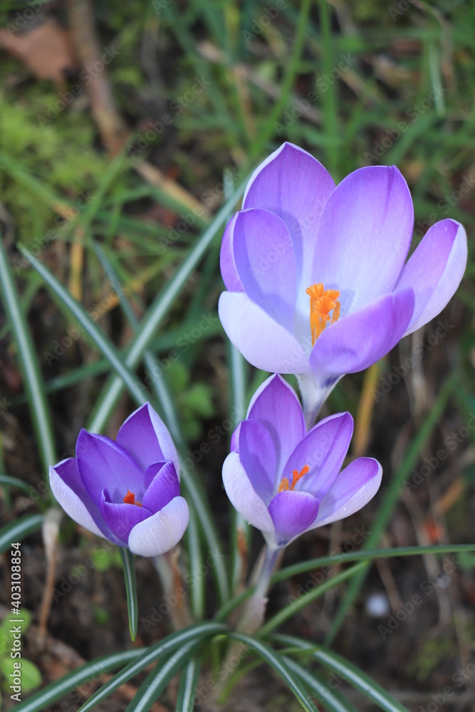Pale pink crocuses in grass Pale pink crocuses in grass