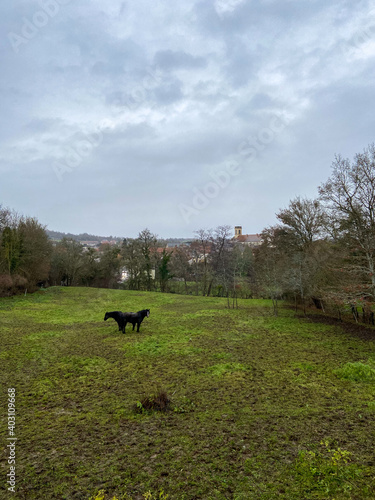 Chevaux dans un champ en hiver, Bourgogne