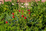 Blooming Bottlebrush Plant Callistemon citrinus. Red fluffy flower heads on the evergreen shrub