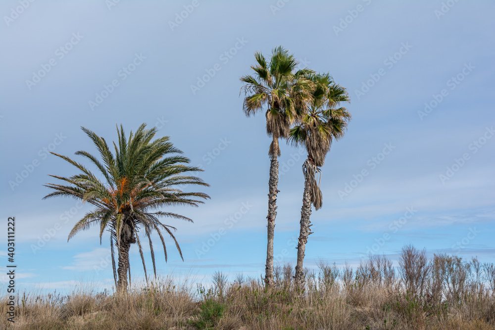 Obraz premium Palmeras