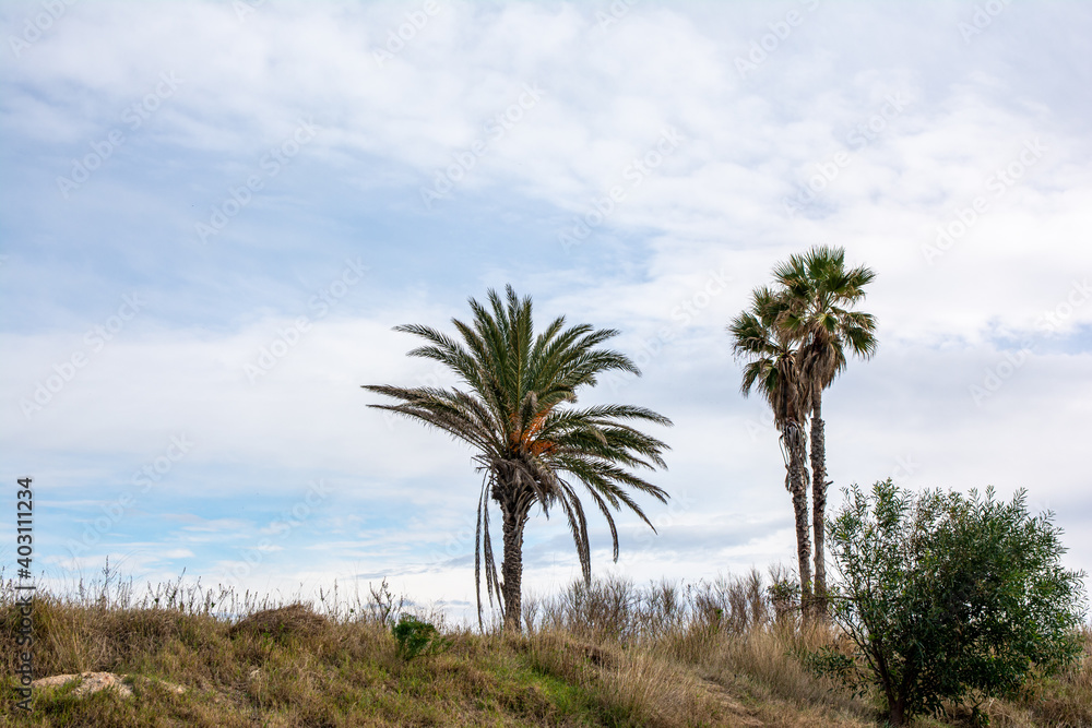 Palmeras