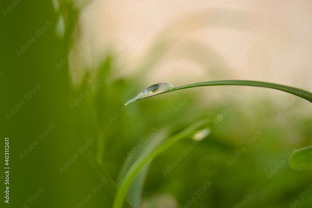 drop on green grass leaf. ecology, earth day, defocused background drop on green grass leaf. ecology, earth day, defocused background