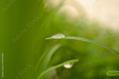 drop on green grass leaf. ecology, earth day, defocused background