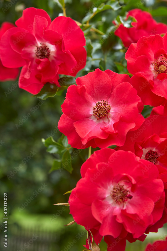 Beautiful red wild rose species, close-up.