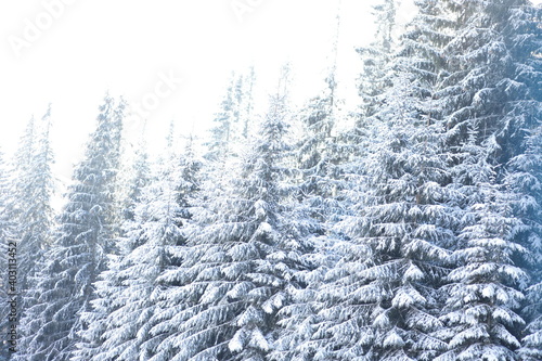 Winter snowy fir tree background on ski resort