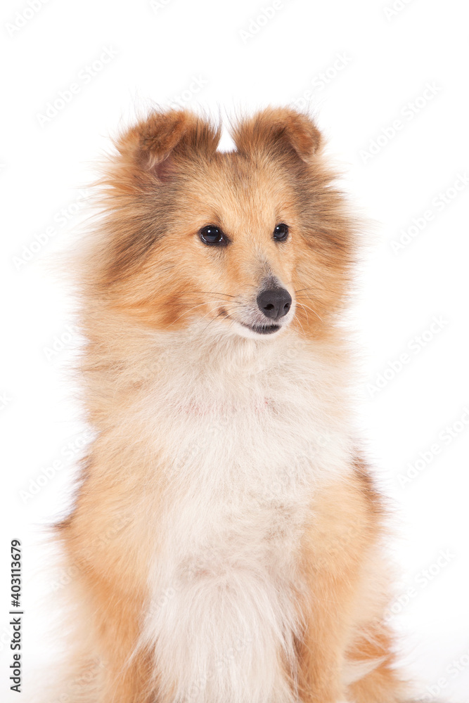 Shetland Sheepdog portrait on a white background.
Shetland Sheepdog portrait on a white background.