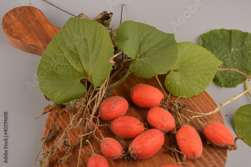 Fruit of Thladiantha dubia. Red cucumber - perennial decorative vine. Decorative plant photo