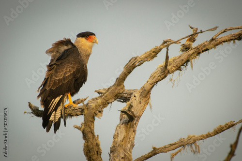 Trato o carancho - Caracara plancus -