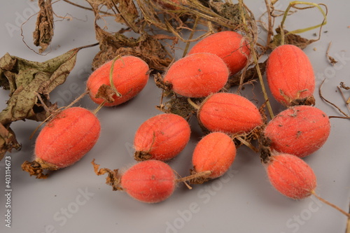 Fruit of Thladiantha dubia. Red cucumber - perennial decorative vine. Decorative plant photo