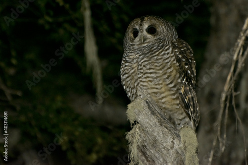 Concon -  Strix rupifes -