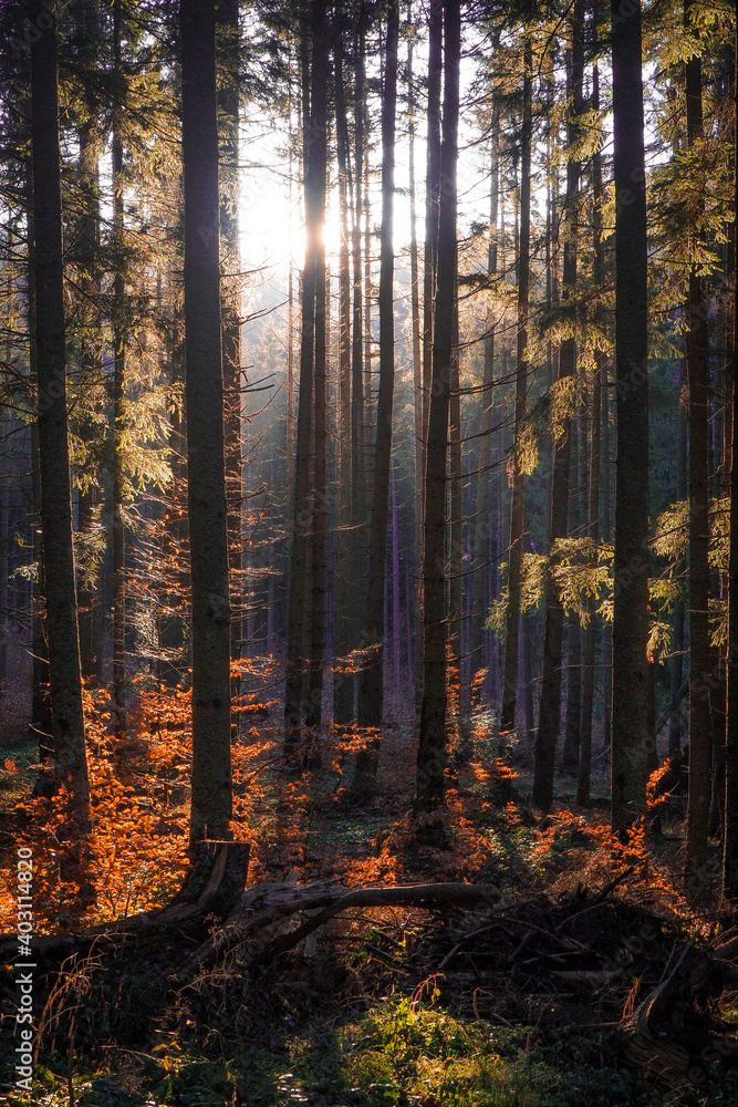 Obraz premium OLYMPUS DIGITAL CAMERA