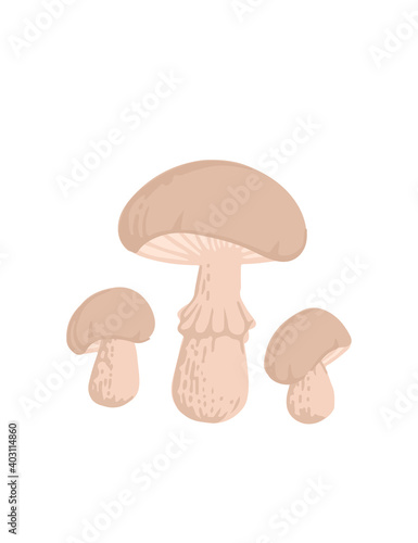 Group of champignon mushroom fresh edible organic fungus vegetarian plant flat vector illustration isolated on white background
