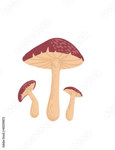 Group of Fly Agaric mushroom fresh poisonous organic fungus flat vector illustration isolated on white background