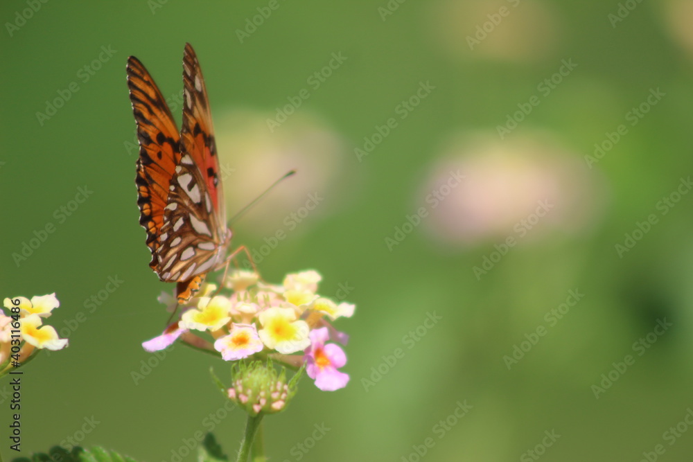 butterfly on flower