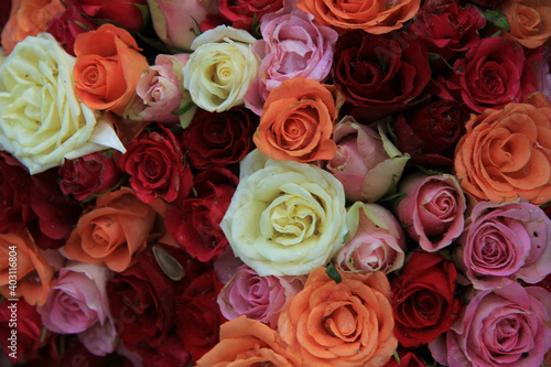 Bridal roses in various colors