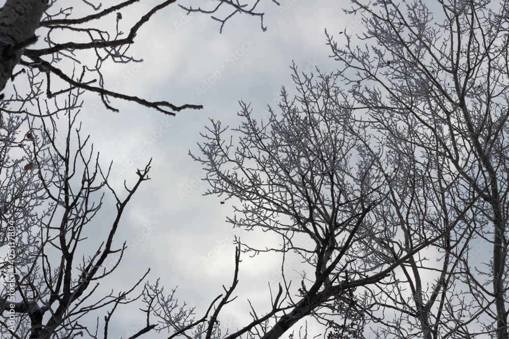 Dark silhouette frosty tree branches against stormy sky Dark silhouette frosty tree branches against stormy sky