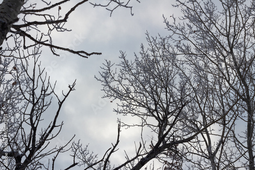 Dark silhouette frosty tree branches against stormy sky