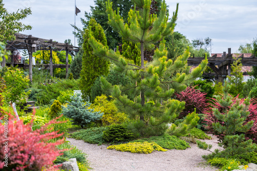 Valokuvatapetti Section of conifers in the nursery-garden of decorative plants for gardens, greenhouses, and interior design