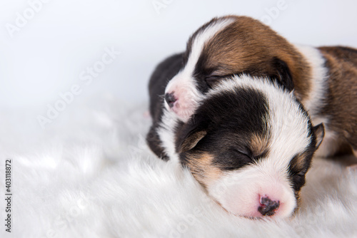 Pembroke Welsh Corgi pembroke puppies on white