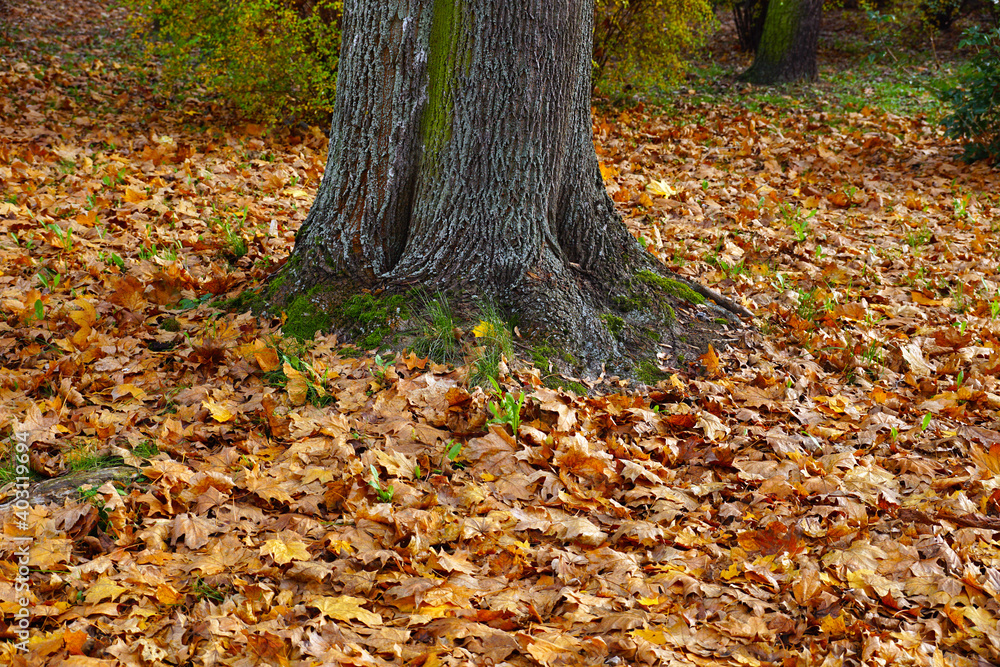 Autumn. Yellowed maple leaves around the tree. Autumn. Yellowed maple leaves around the tree.