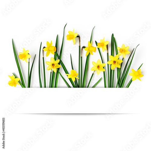 Daffodil spring flowers on white background