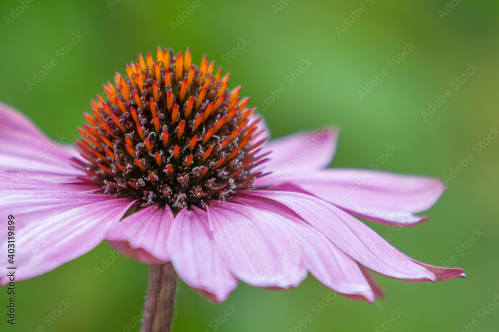 Purpur-Sonnenhut (Echinacea purpurea) Purpur-Sonnenhut (Echinacea purpurea)