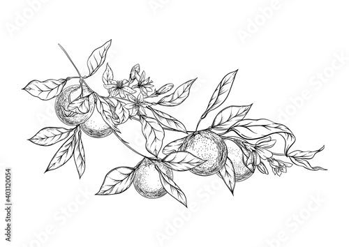 Orange tree branch with ripe and green oranges, flowers and leaves. Element for design. Graphic drawing, engraving style. Vector illustration.. Isolated on white background..
