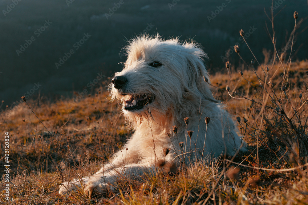 dog on the grass
Nikon D7200
18-140mm 