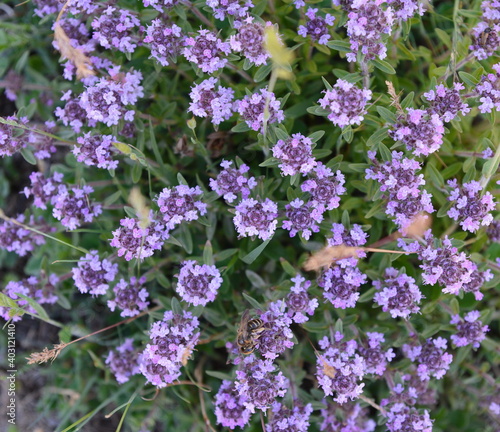 Flowers of thyme in natural environment. The thyme is commonly used in cookery and in herbal medicine. © Sanja