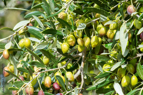 Olive tree with very good productivity of green olives, Crete, Greece.