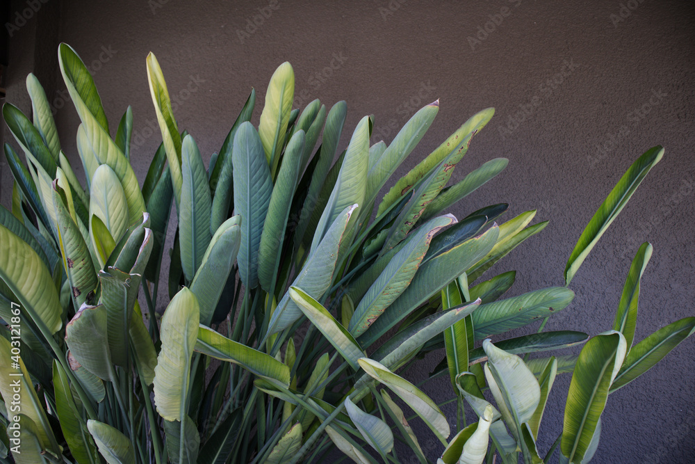 Obraz premium Leaves of a specimen of the bird of paradise plant or Strelitzia reginae