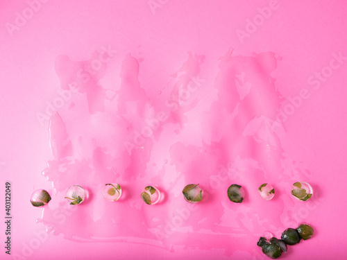 Mint leaves in melting ice cubes for cooling refreshing concept. Bright pink background with wet water drops.